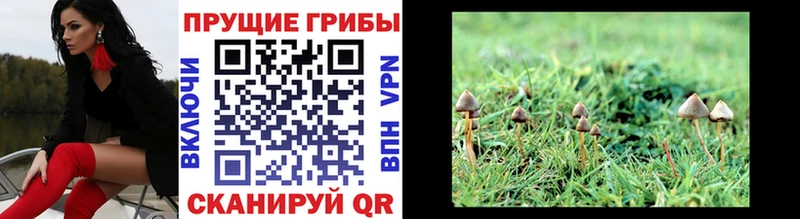 KRAKEN как зайти  Пикалёво  Галлюциногенные грибы MAGIC MUSHROOMS 